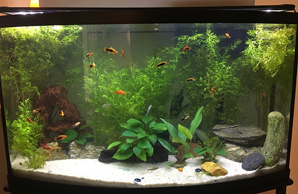 Aquarium Care Services Wilmington NC